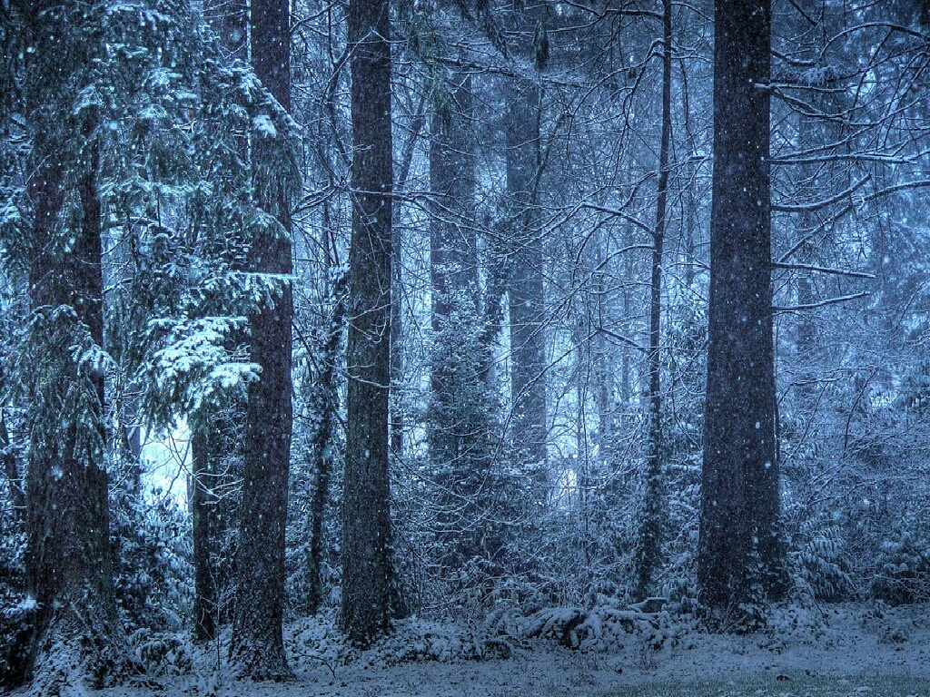Dark snowy forest   wallpapers   wapmia.com